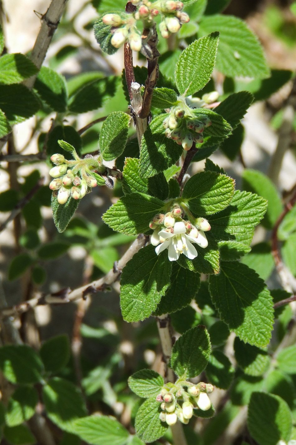 Waxflower