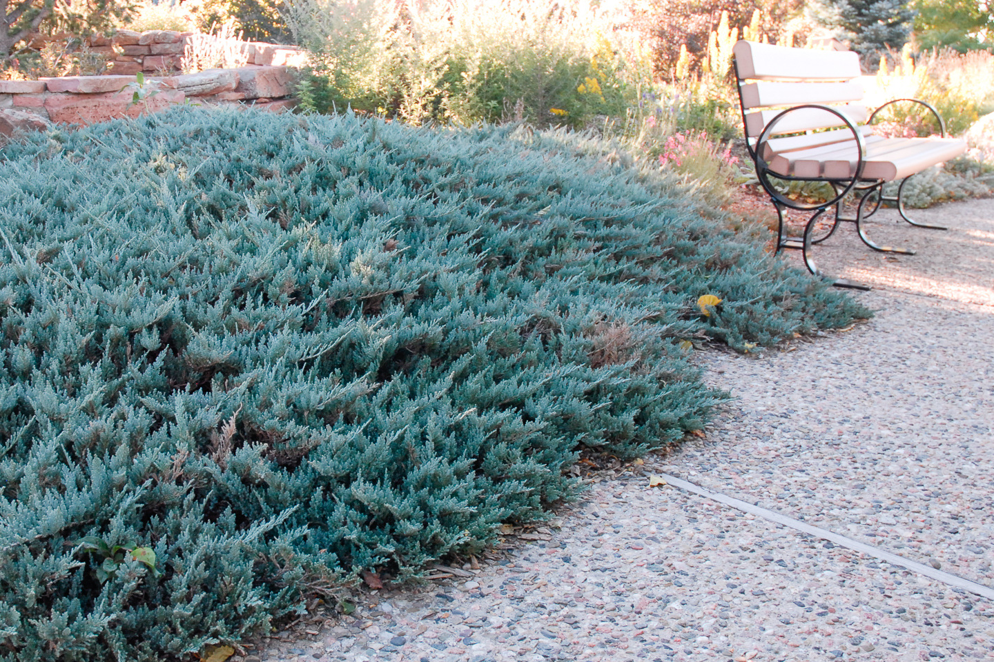 Blue Chip Creeping Juniper