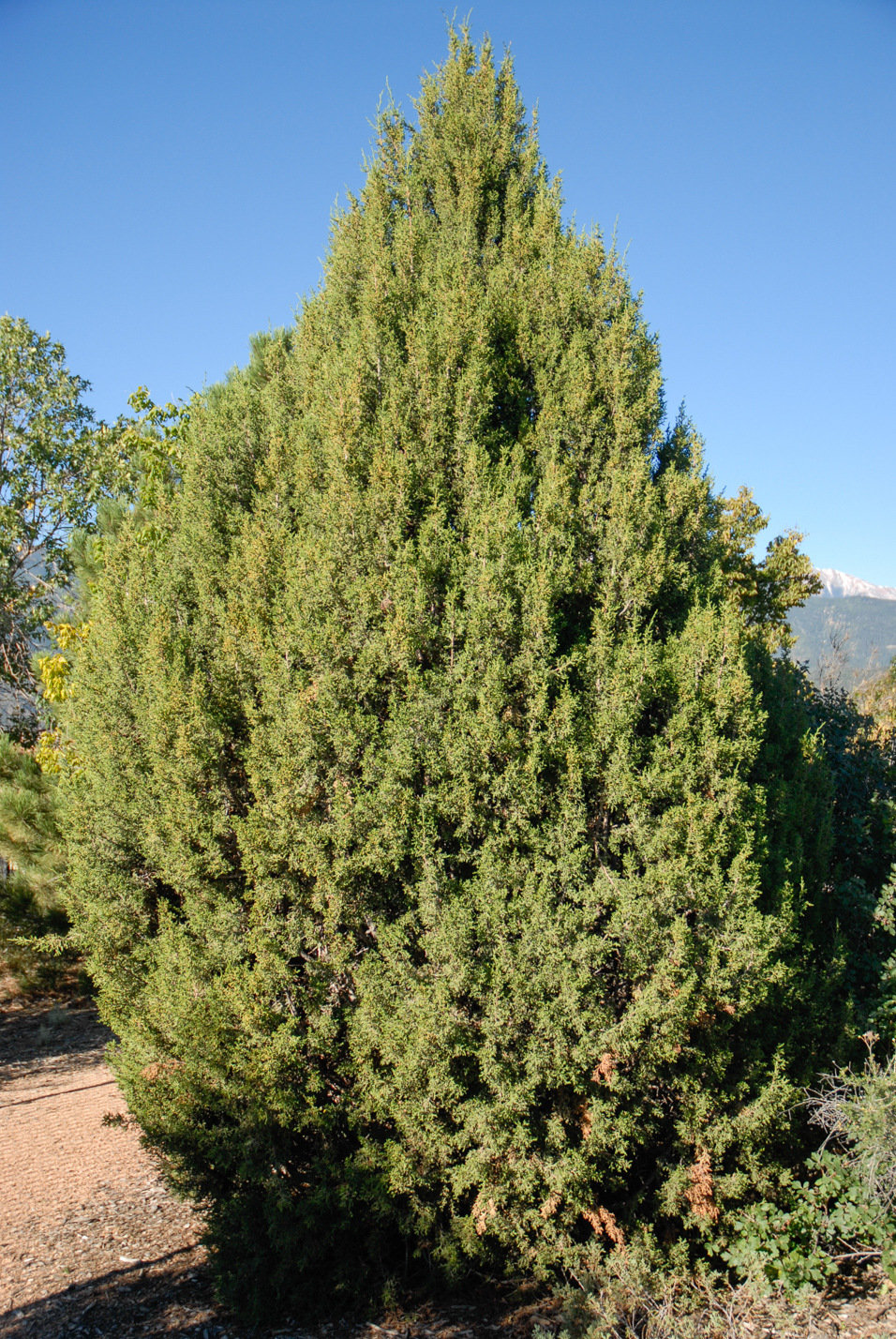 One-seed Juniper